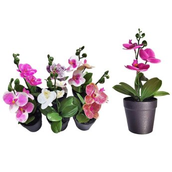 22-3017 Γλαστράκι Μαύρο Πλαστικό με Χώμα και Τουλίπες 27x8cm