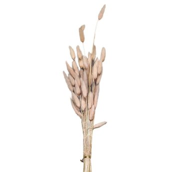 22-3109 Μπουκέτο Αποξηραμένα Bunny Tails 25 Κλαδιά ροζ 60cm