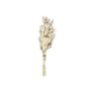 22-3108 Μπουκέτο Αποξηραμένα Bunny Tails 25 Κλαδιά Μπεζ -60cm