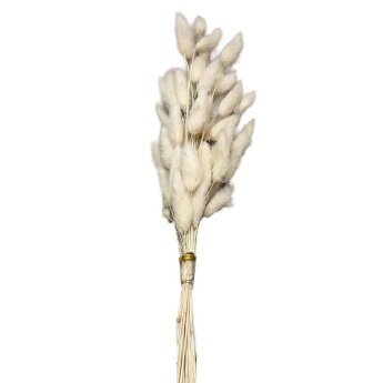 22-3108 Μπουκέτο Αποξηραμένα Bunny Tails 25 Κλαδιά Μπεζ -60cm