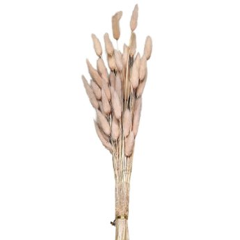 22-3109 Μπουκέτο Αποξηραμένα Bunny Tails 25 Κλαδιά ροζ 60cm