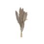 22-3110 Αποξηραμένα Pampas 7 Κλαδιά 70cm