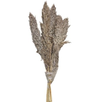 22-3110 Αποξηραμένα Pampas 7 Κλαδιά 70cm